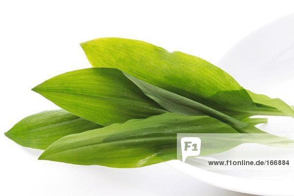 BÃ¤rlauch  Bärlauch Allium ursinum
