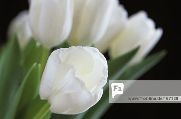 Weiße Tulpen  Nahaufnahme