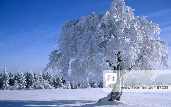 Germany  Black forest snow-covered trees