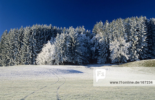 Germany,  Bavaria,  snow-covered trees in forest