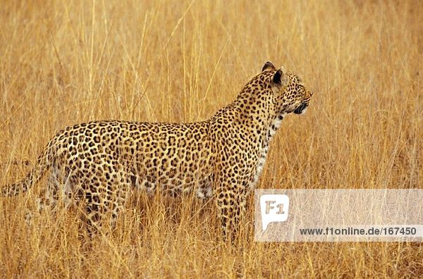 Südafrika Mpumalanga Sabi Sand Nature Reserve Leopard