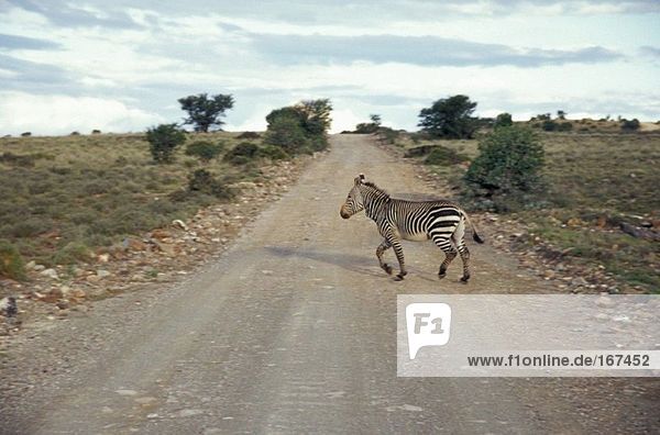 Südafrika  Eastern Cape  Great Karoo  Cradock  Mountain Zebra National Park  das Bergzebra hat einen weißen Bauch