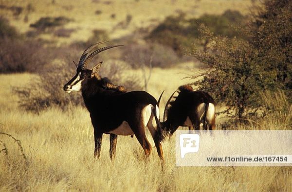 Südafrika,  Nordkap,  Tswalu Kalahari Reserve,  Zobelantilope,  Südkalahari