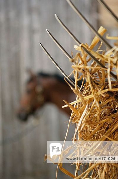 Hay on a pitchfork in front of a horse