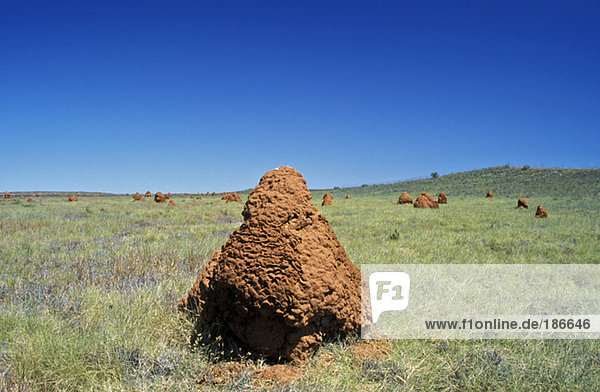 Australia  termite hill
