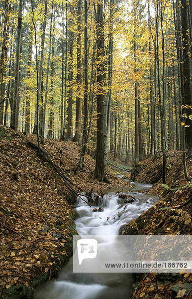 Deutschland  Bayerischer Wald  bei Buchenau