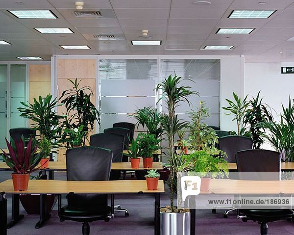 Pflanzen im leeren Büro