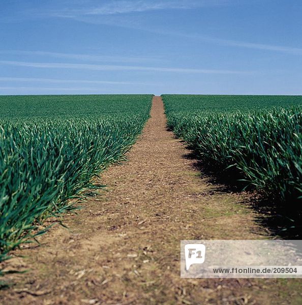 Path through a field
