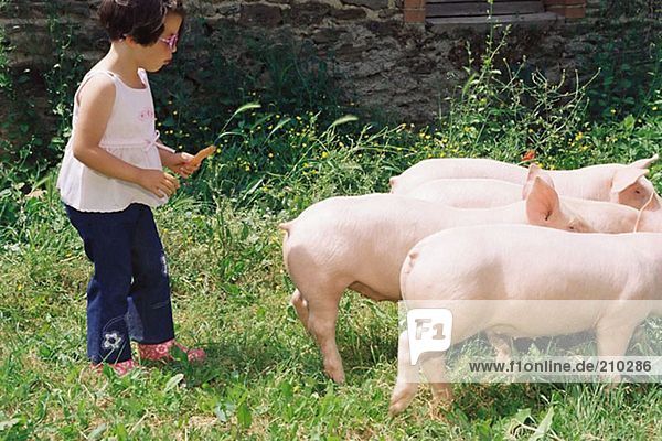 Mädchen folgt einer Gruppe von Schweinen