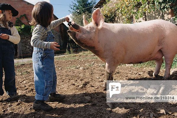 Mädchen füttert ein Schwein mit Trauben