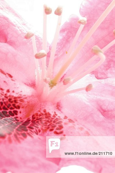 Detail der rosa Blume