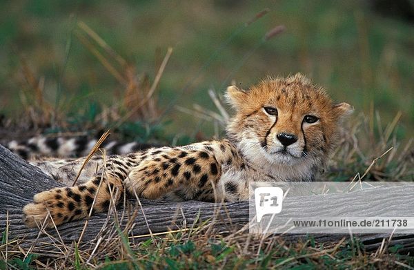 Cub der Cheetah (Acinonyx Jubatus) im Feld liegen