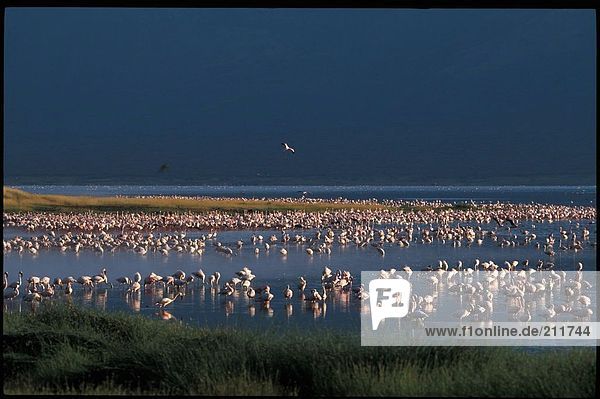 Flock der Flamingos in Schwarm