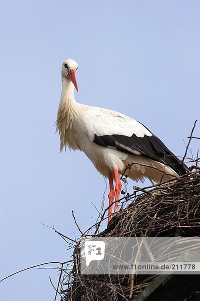 Untersicht von Storch (Ciconia Ciconia) auf sein nest