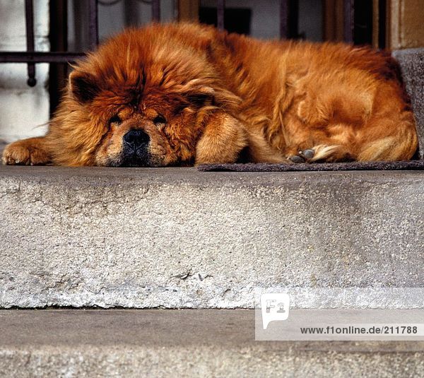 Chinesische Chow Chow Hund schlafen auf Treppen