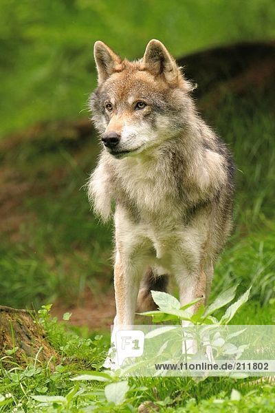 Grey wolf (Canis lupus) standing in forest Bavarian Forest National Park Bavaria Germany