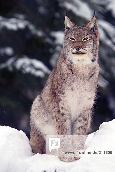 Lynx (Lynx Lynx) standing in snow National Park Bayerischer Wald Germany