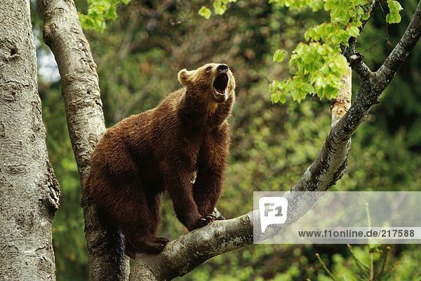 Europäischen Braunbär (Ursus Arctos) mit einem wütenden Knurren-Baum
