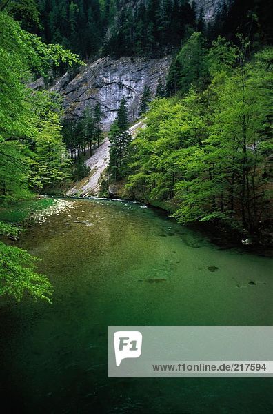Fluss  der durch Wald  Salza River  Steirische Salza  Österreich
