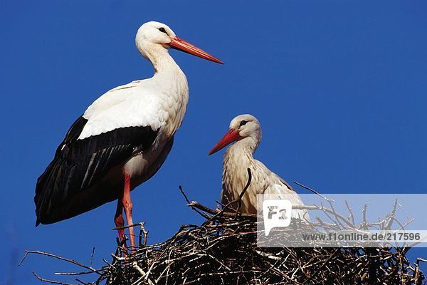 Zwei Storch (Ciconia Ciconia) fliegen auf sein nest