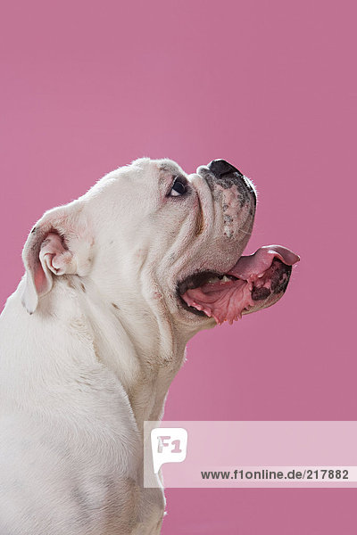 Profil einer Bulldogge