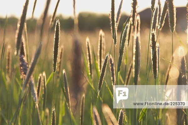 Ohren des Weizens im Feld