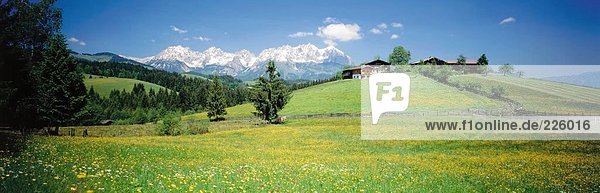 Blumen auf grasbewachsenen Landschaft  Tirol  Österreich