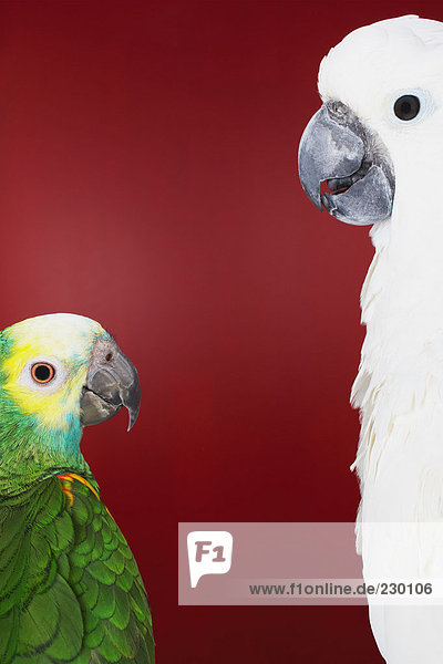 Papagei und Kakadu