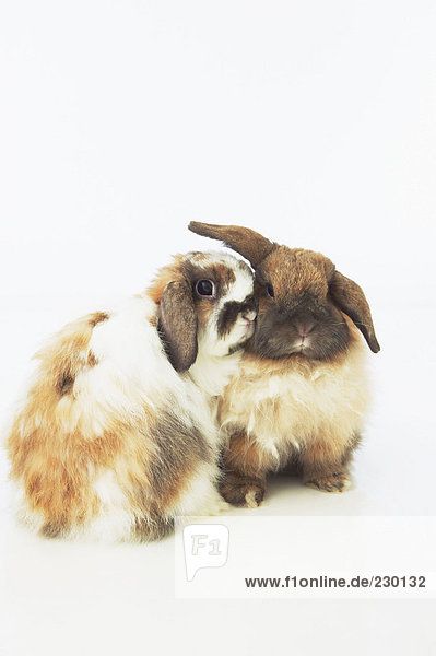 Zwei süße Kaninchen