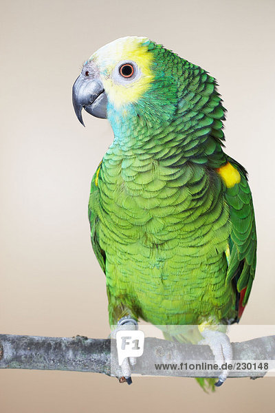 Grüner Papagei sitzt auf einem Ast