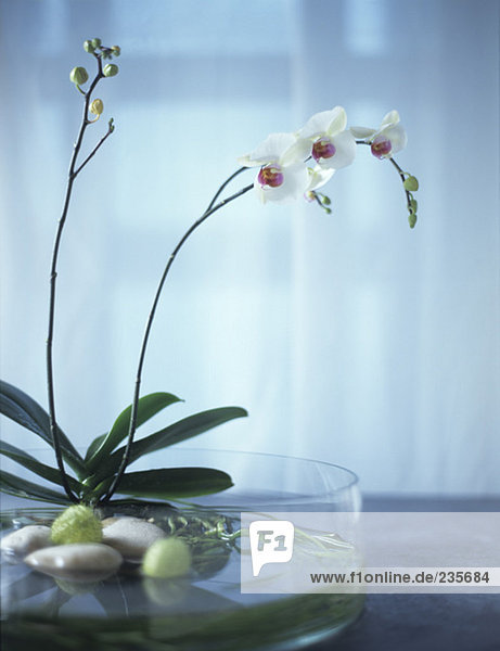 Orchideen in Glasschale