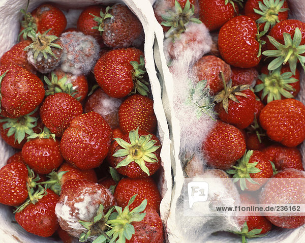 Formen von Erdbeeren