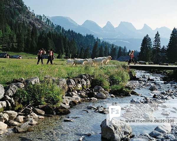 10091118 Abend Sonne Alp Aufzug Bach Churfirsten Schweiz Europa Toggenburg Trachten deuten Kindermädchen-