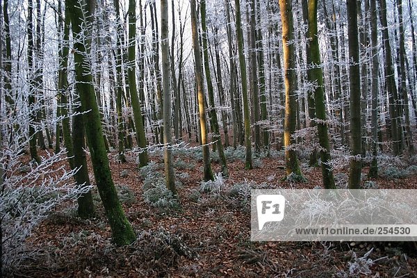 Nadelbäume in Forest gefroren