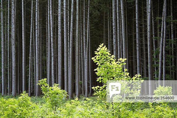 Coniferous trees in forest