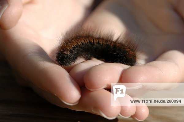 Hand holding caterpillar