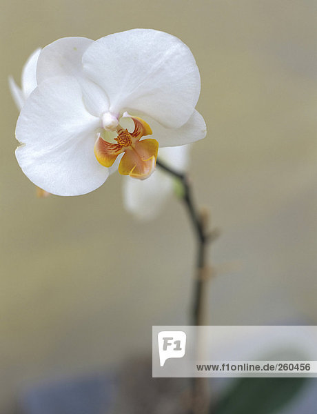 Weiße Orchidee  Nahaufnahme
