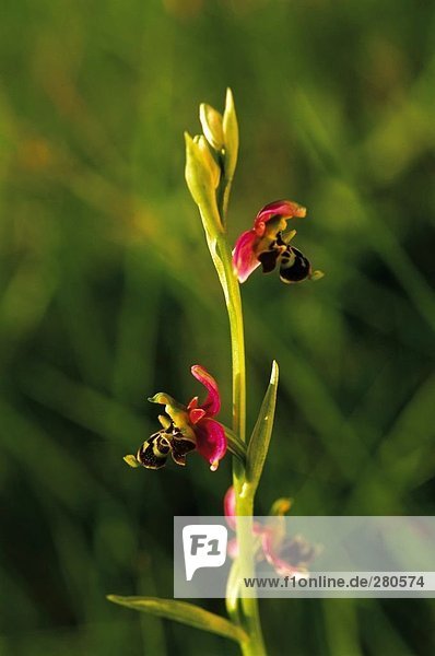 Nahaufnahme der Bienen-Ragwurz (Ophrys Apifera) Blume  Frankreich