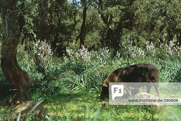 Pig foraging in field Giara Di Gesturi Sardinia Italy