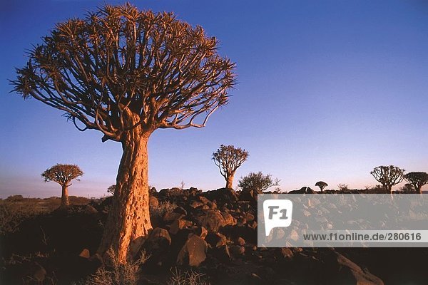 Quiver trees on landscape at dusk  Keetmanshoop  Namibia