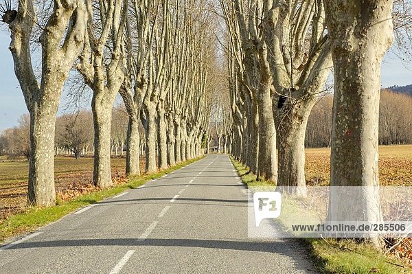 Bare Bäume entlang Road  Provence  Frankreich