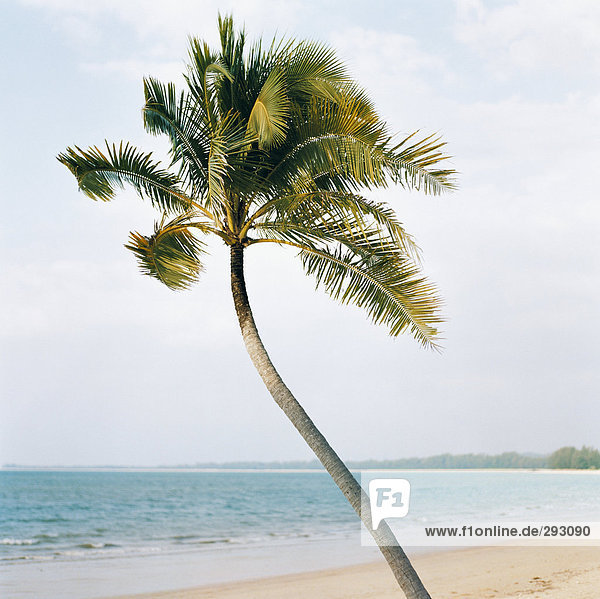 Eine Palme auf einem Strand.