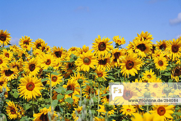 Sonnenblumen in ein Feld und einem blauen Himmel.