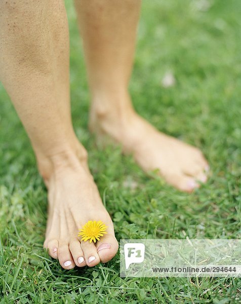 A dandelion between toes.
