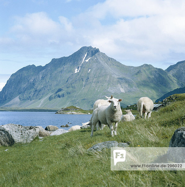 Schafe in den Bergen.