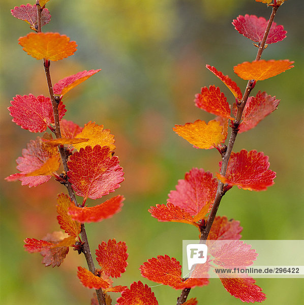 Farbaufnahme Farbe Close-up Herbst