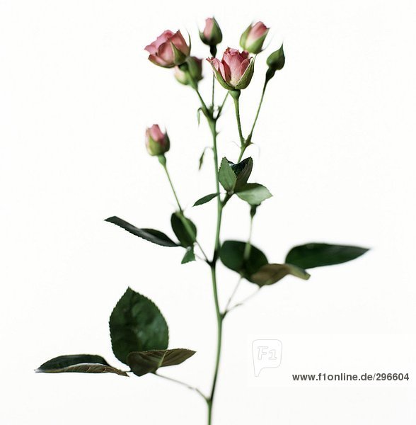 Eine rose Zweig mit einem weißen Hintergrund Nahaufnahme