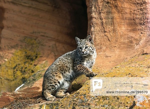 Rotluchs (Lynx Rufus) am Berg  Utah  USA