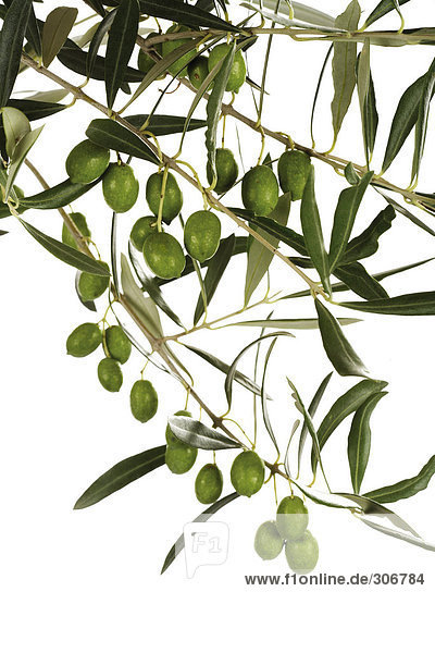 Frische Oliven auf Zweig  Nahaufnahme