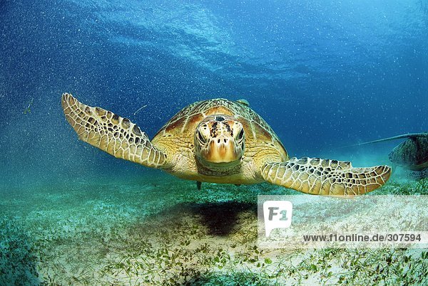 Philippinen  grüne Meeresschildkröte (Chelonia mydas)